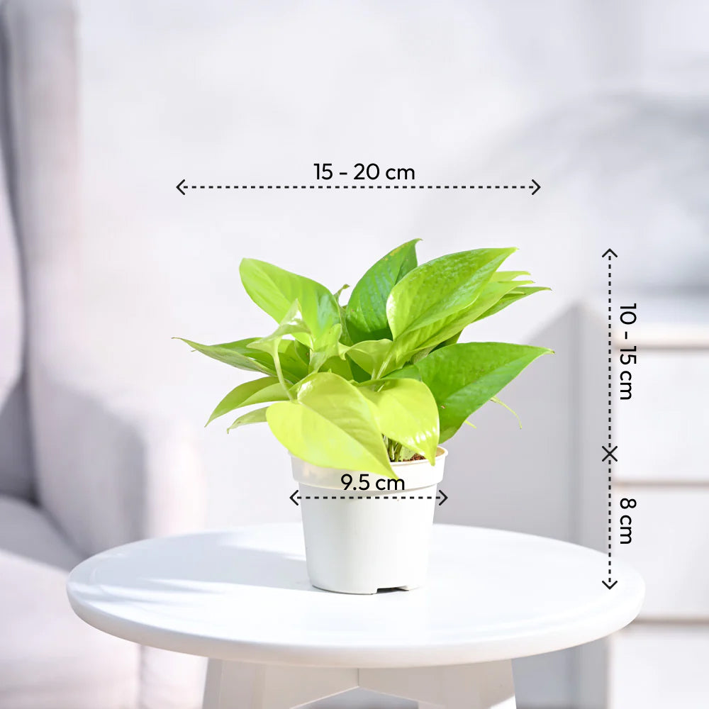 Ugaoo Money Plant Golden - view 88
