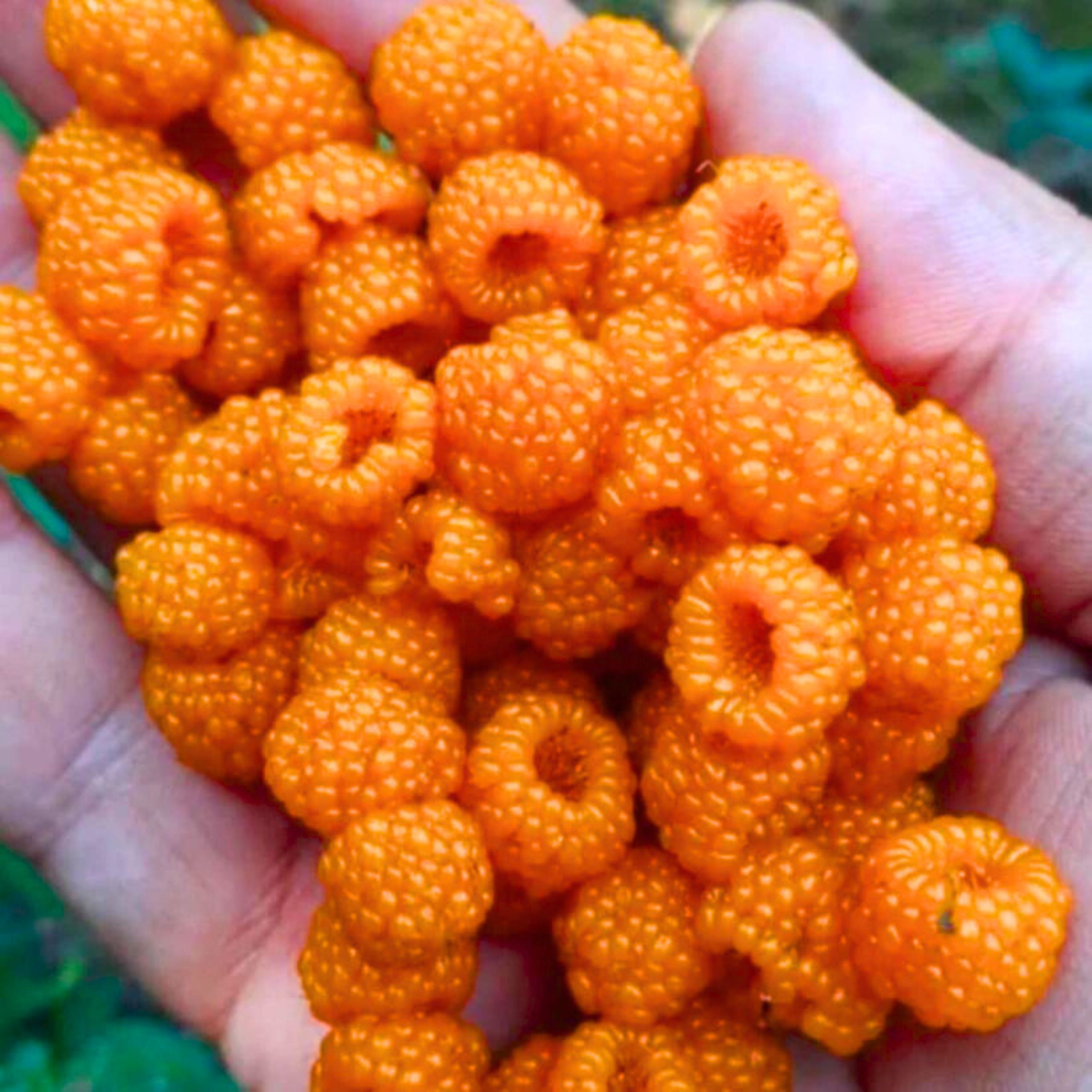 VL Yellow Himalayan Raspberry Live Plant (Rubus ellipticus) - view 3