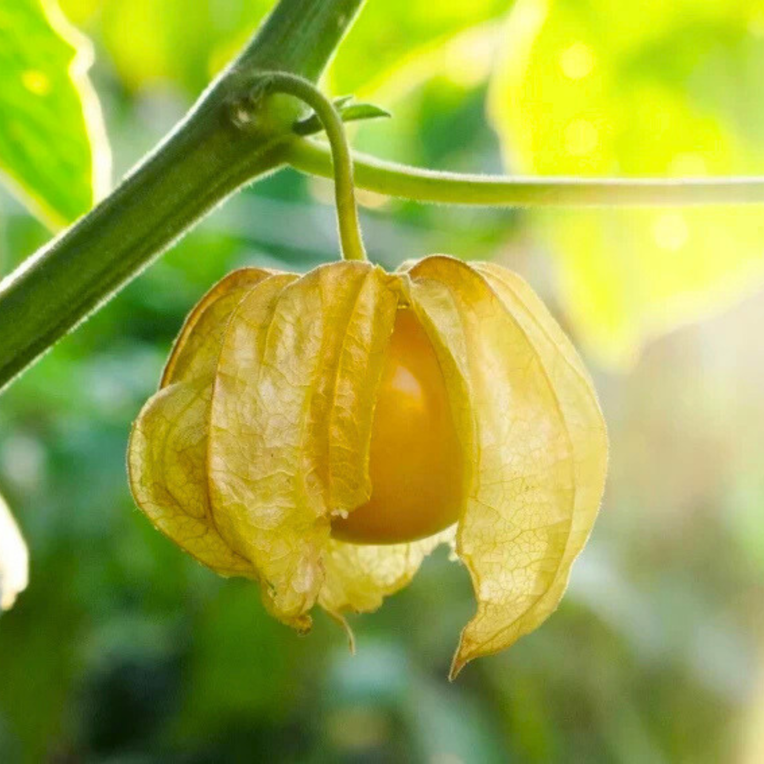 MR Golden Berry / Cape Gooseberry (Physalis peruviana) Rare Fruit Live Plant - view 4