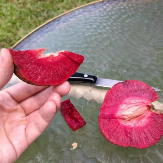 VL African Red Peach (Nauclea latifolia) Rare Fruit Live Plant