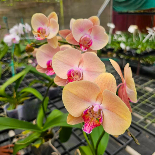 DZ Phalaenopsis Midsummer Night - Blooming Size - view 2