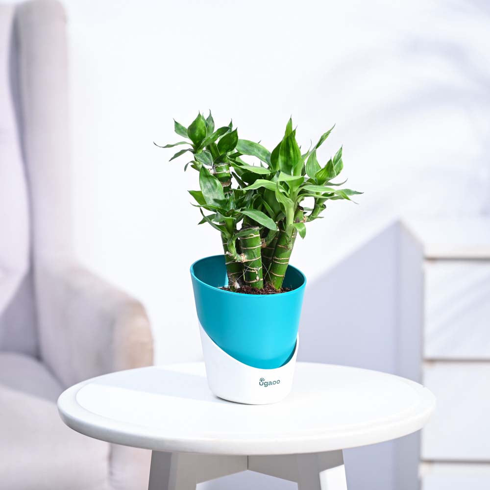 Ugaoo Lotus Lucky Bamboo 5 Sticks - view 71