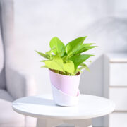 Ugaoo Money Plant Golden