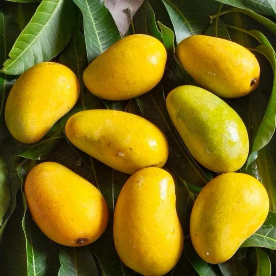 VL Amrapali Mango Grafted Live Plant