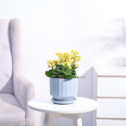 Ugaoo Kalanchoe Plant - Yellow