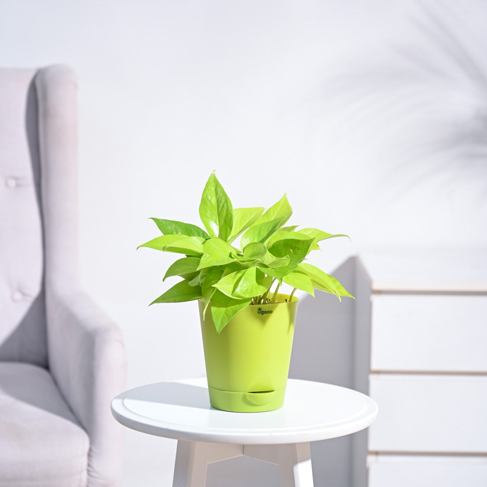 Ugaoo Money Plant Golden - view 102
