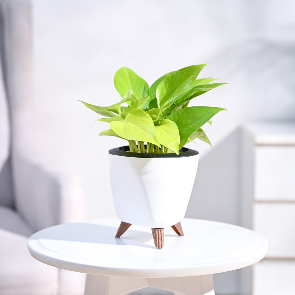 Ugaoo Money Plant Golden - view 77