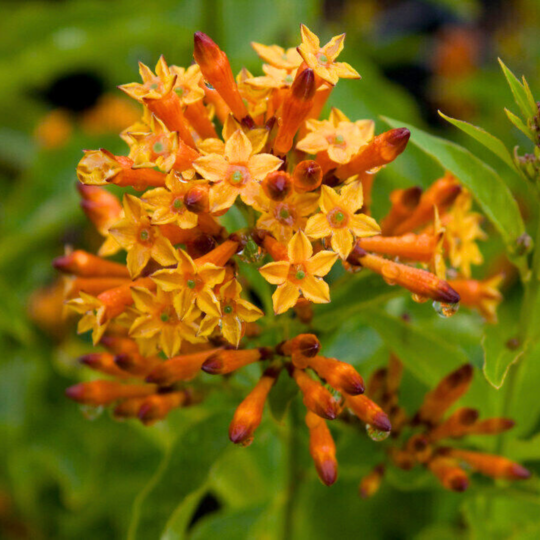 MR Night Blooming Jasmine Orange (Cestrum aurantiacum) Rare Flowering Live Plant - view 2