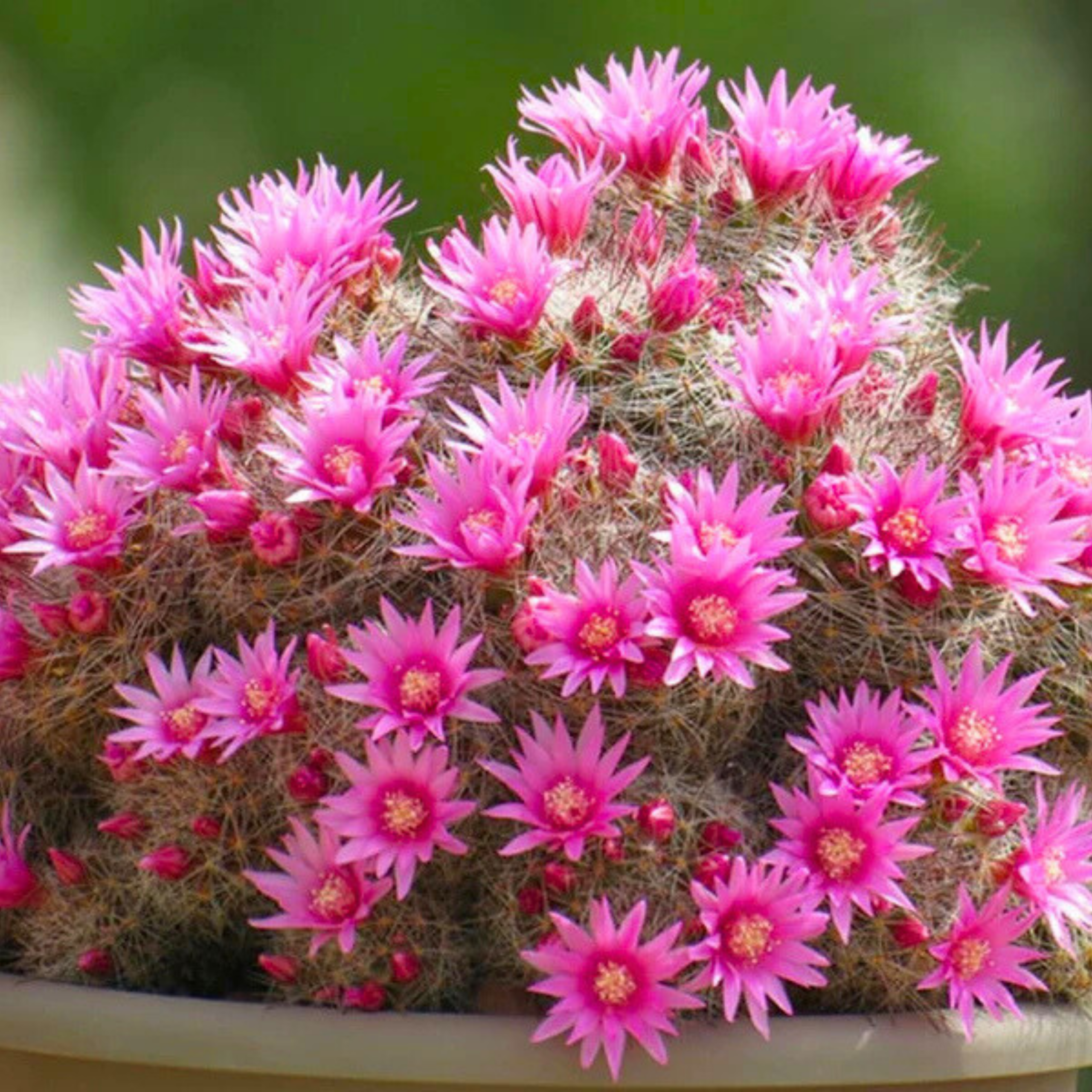 DZ Mammillaria Zeilmanniana Cactus