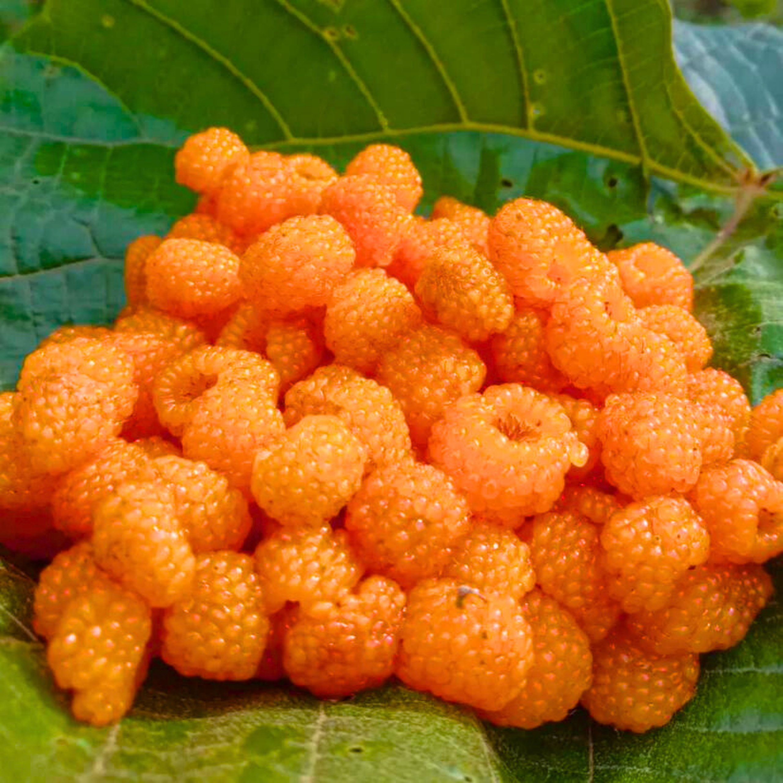 VL Yellow Himalayan Raspberry Live Plant (Rubus ellipticus) - view 4