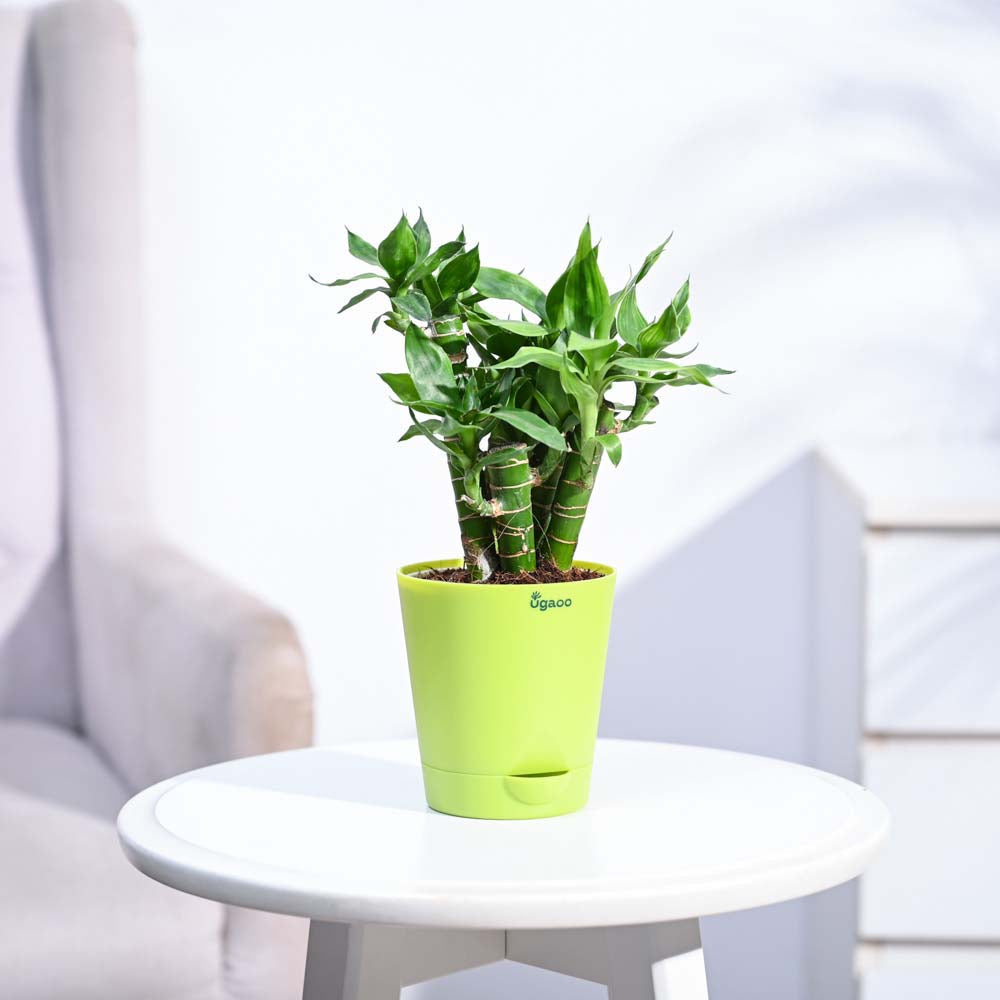 Ugaoo Lotus Lucky Bamboo 5 Sticks - view 30
