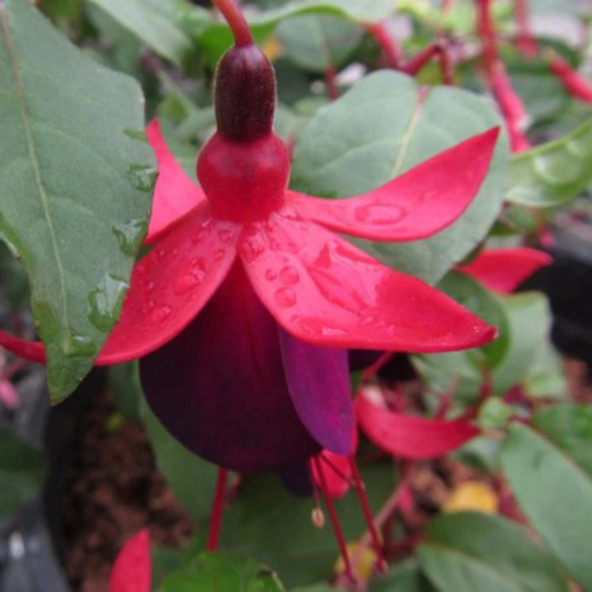MR Fuchsia Magenta (Fuchsia magellanica) Rare All Time Flowering Live Plant
