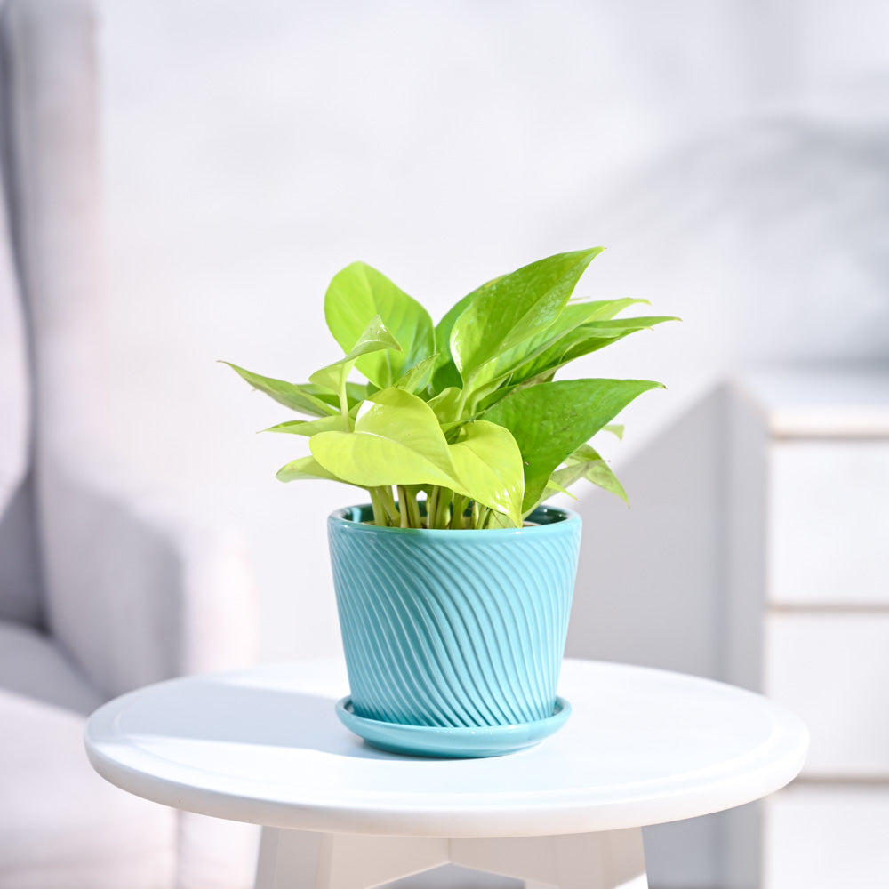 Ugaoo Money Plant Golden - view 29