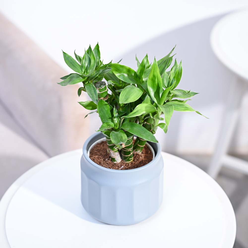 Ugaoo Lotus Lucky Bamboo 5 Sticks - view 47