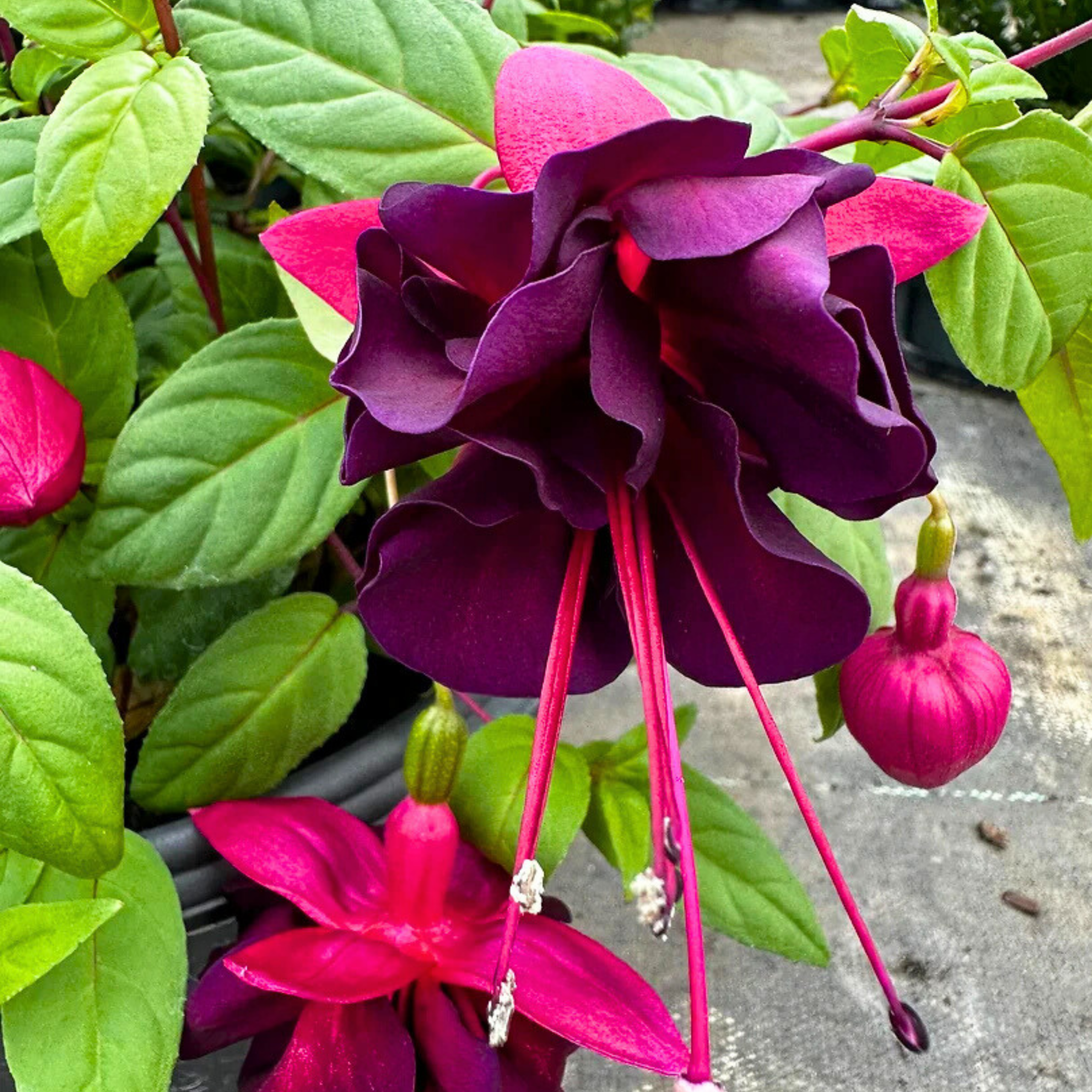 MR Fuchsia Magenta (Fuchsia magellanica) Rare All Time Flowering Live Plant - view 2