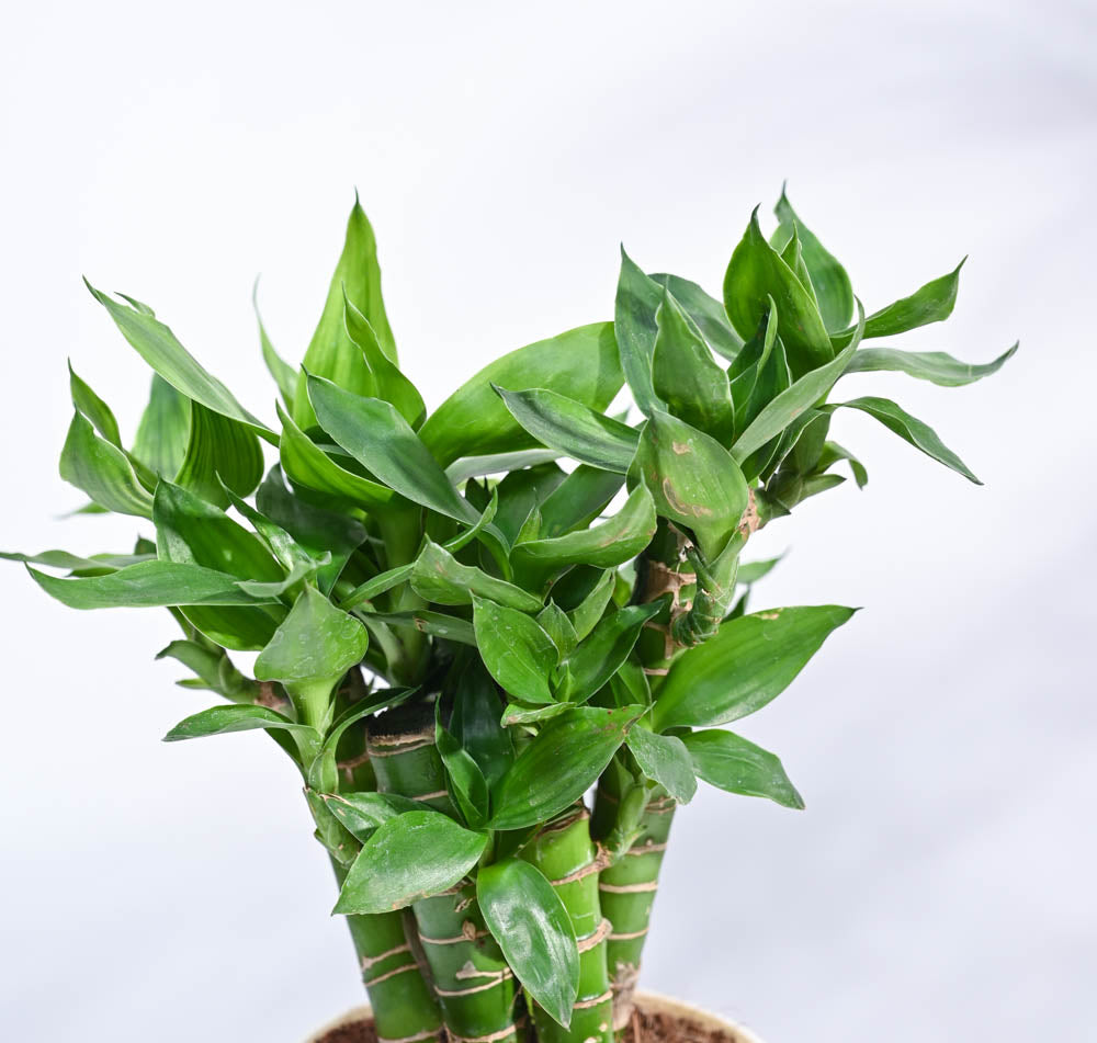 Ugaoo Lotus Lucky Bamboo 5 Sticks - view 94