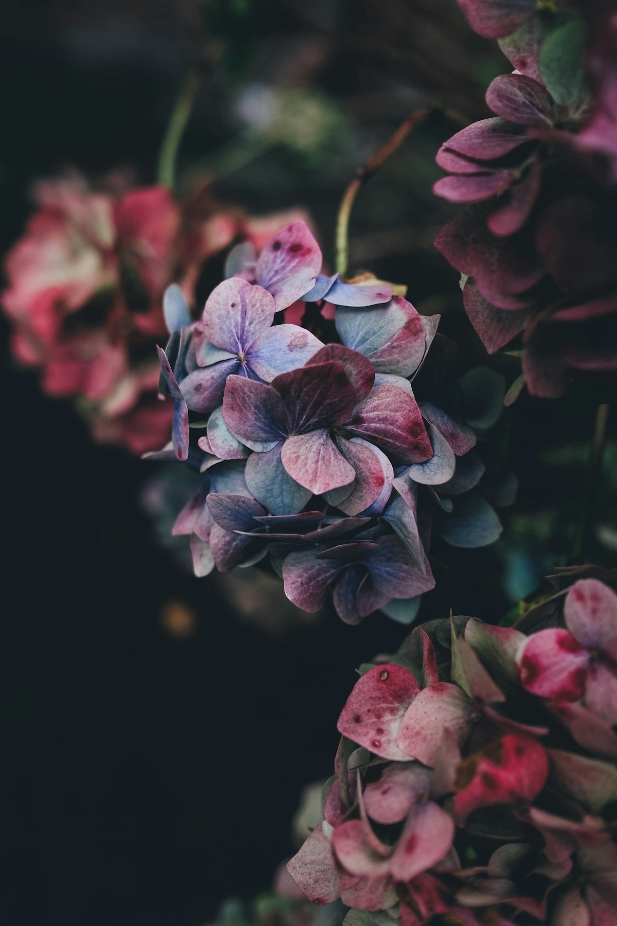 Embrace Every Celebration with Bougainvillea Yellow Creeper: Trusted Online Flower Delivery in India from Valentine’s Day to Wedding Floral Arrangements and More