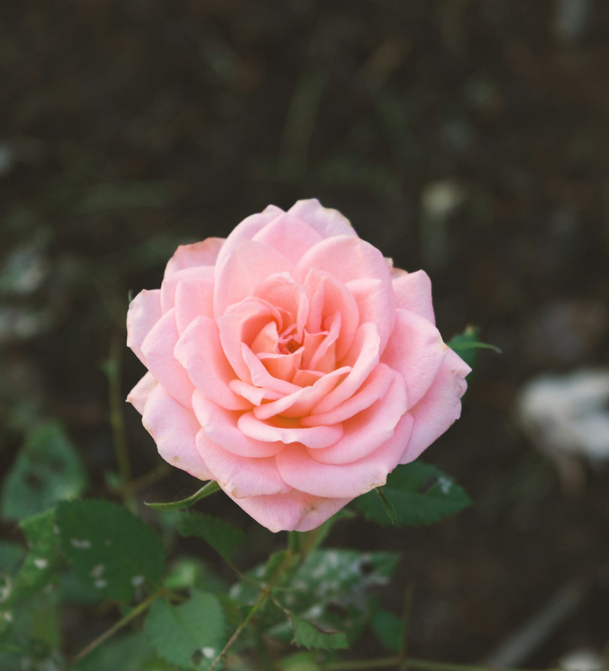 Bronzed Rose Gold Craspedia Billy Balls: Perfect Wedding Floral Arrangements for Online Flower Delivery India Valentine’s Day Celebrations and Sending Birthday Flowers