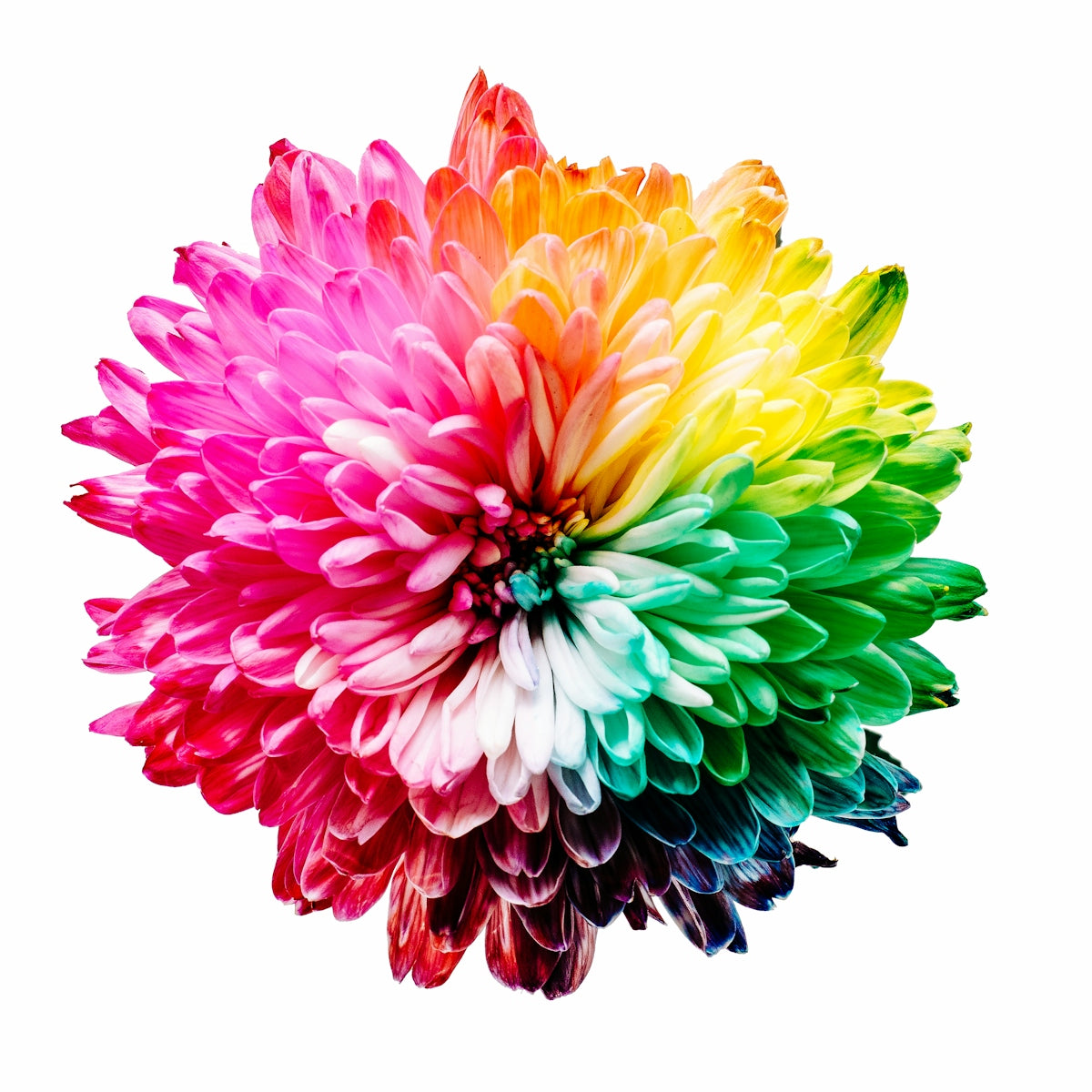 Transform Your Spaces with Bromeliad Neoregelia: Send Valentine’s Day Flowers Online India and Enjoy Midnight Flower Delivery Options Near Me