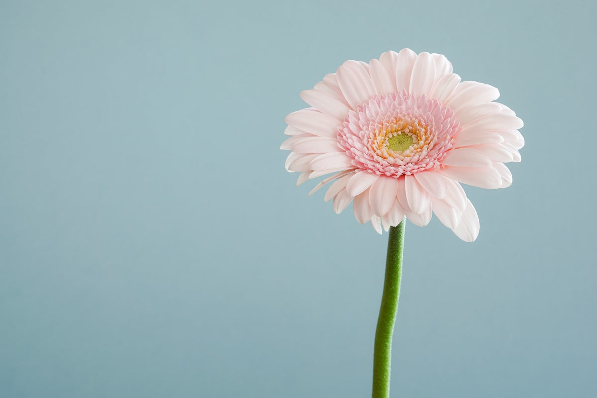 Dwarf Anthurium Livium Plant: A Guide to Send Birthday Flower Bouquets and Valentine’s Day Flowers Online in India