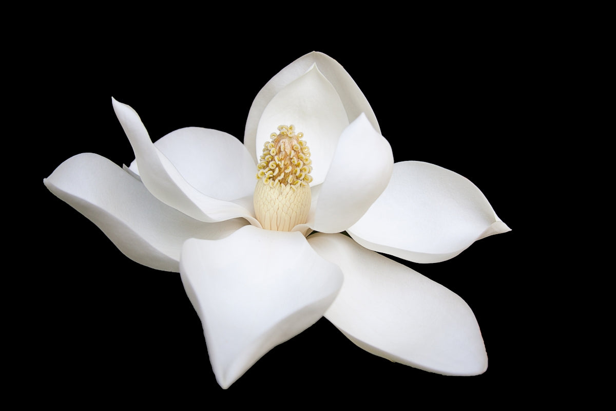 Exploring Ways to Use Paper Reed in Wedding Floral Arrangements with Online Flower Delivery India from Birthday to Valentine’s Day Events