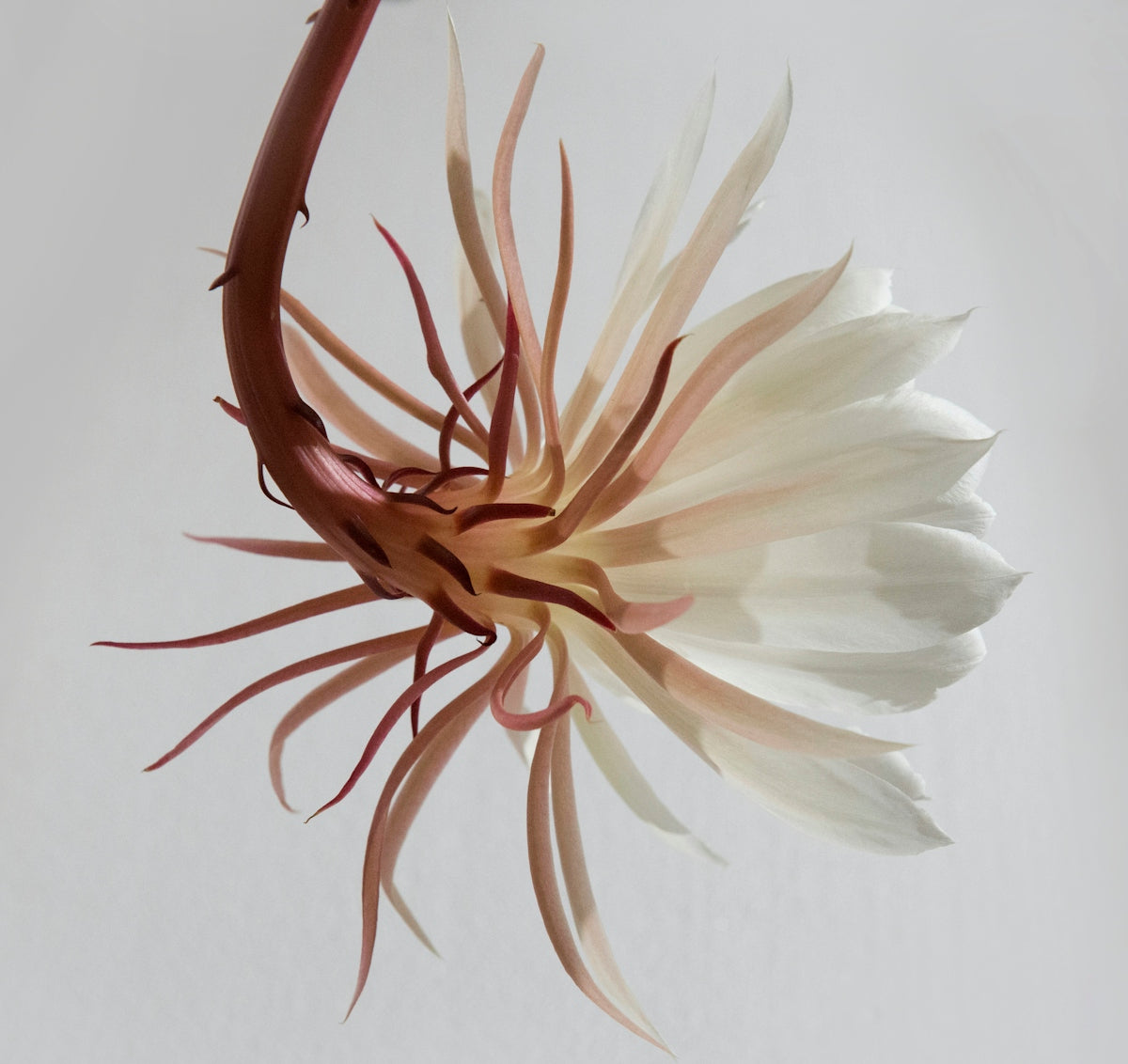 Enhance Your Celebrations with Nymphaea Day Glow: Master the Art of Sending Valentine’s Day and Anniversary Flower Bouquets with Online Flower Delivery India Midnight Service And More