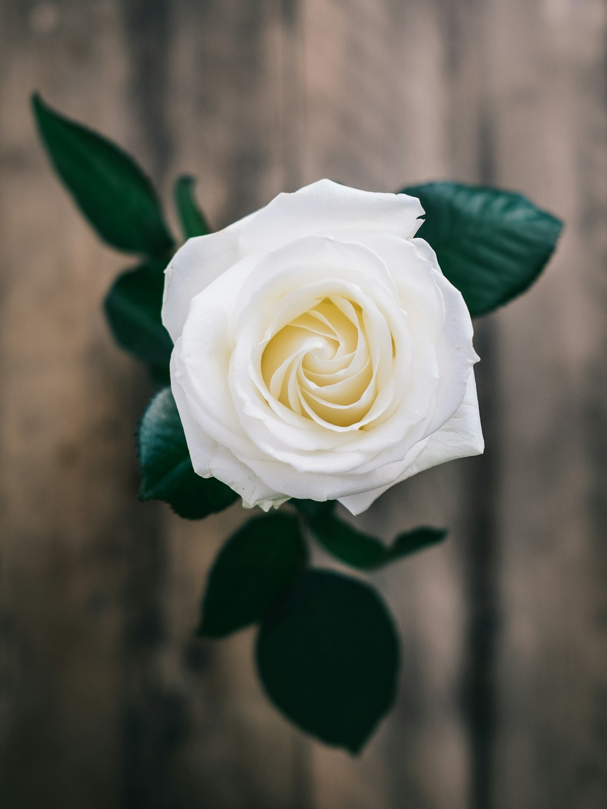 Unleash Creativity with Blue Fuzzy Rose DIY Flower Kit: Experience Midnight Flower Delivery and Send Exceptional Anniversary Flower Bouquets Across India