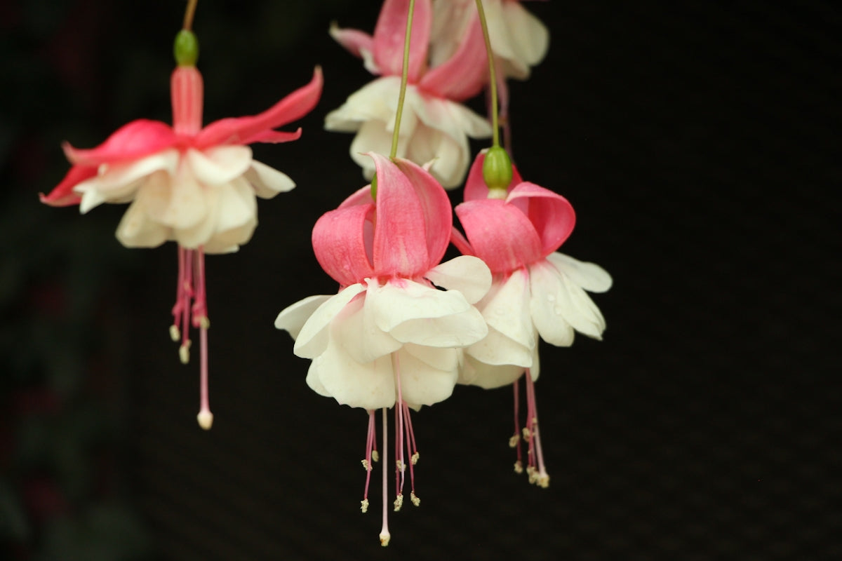 Discover the Timeless Beauty of Geranium Ivy White Creeper: Perfect Anniversary and Valentine’s Day Flower Bouquets with Online Flower Delivery in India