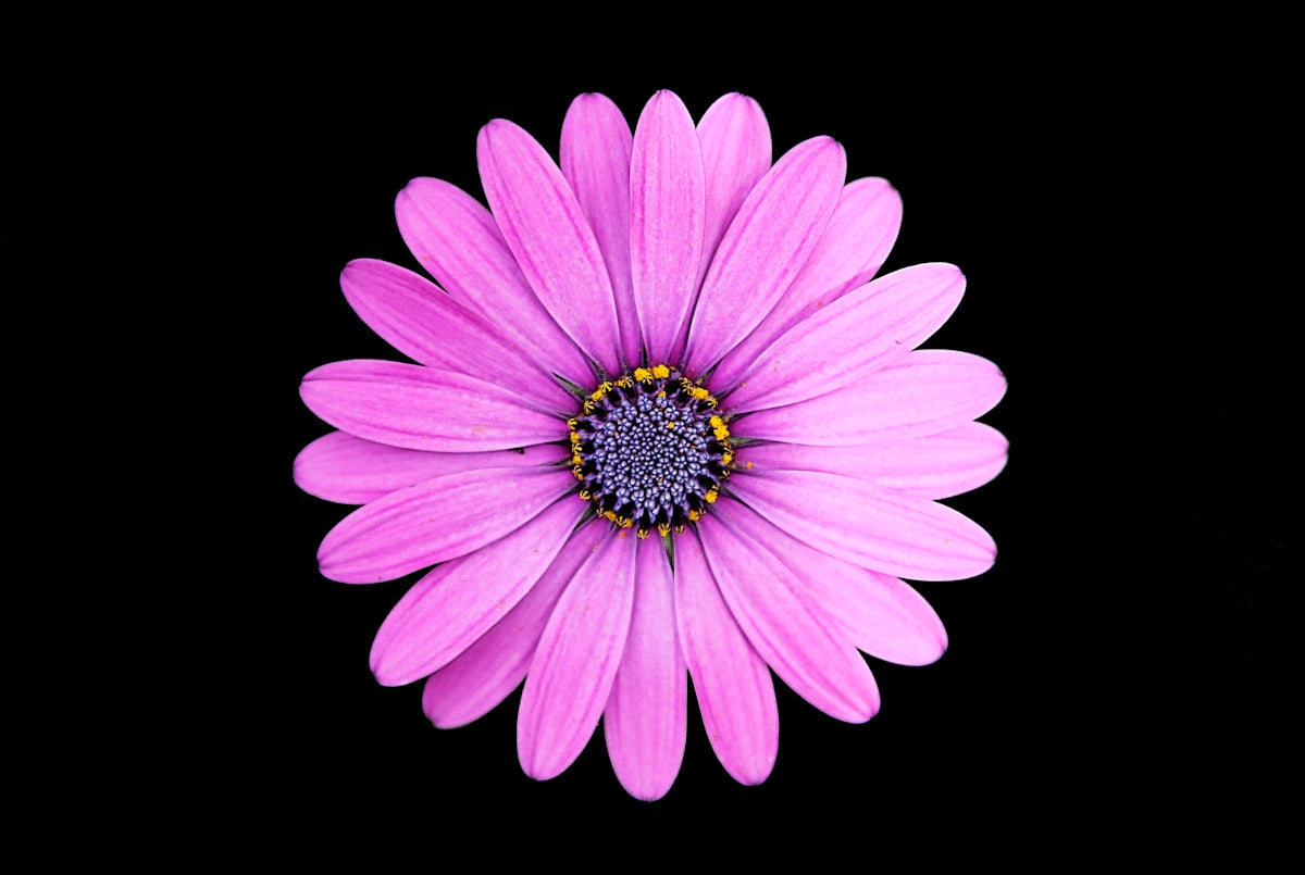Fresh Blossoms with Bahera: Online Flower Delivery Tips for Anniversary and Wedding Bouquets Near Me in India