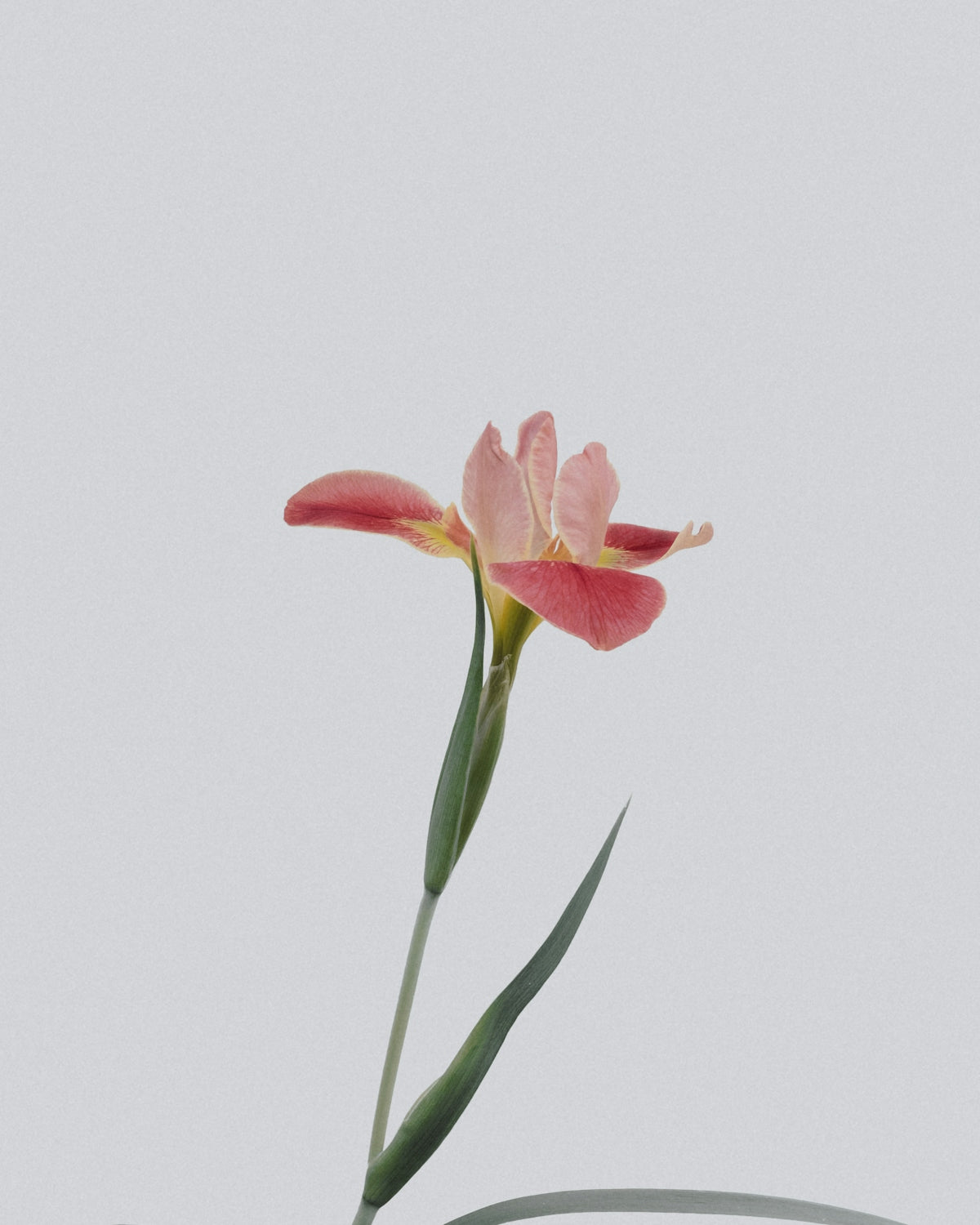 Surprise Loved Ones with Pink Sweet Pea Flowers: Midnight Flower Delivery and More across India for Birthdays Anniversaries and Valentine’s Day
