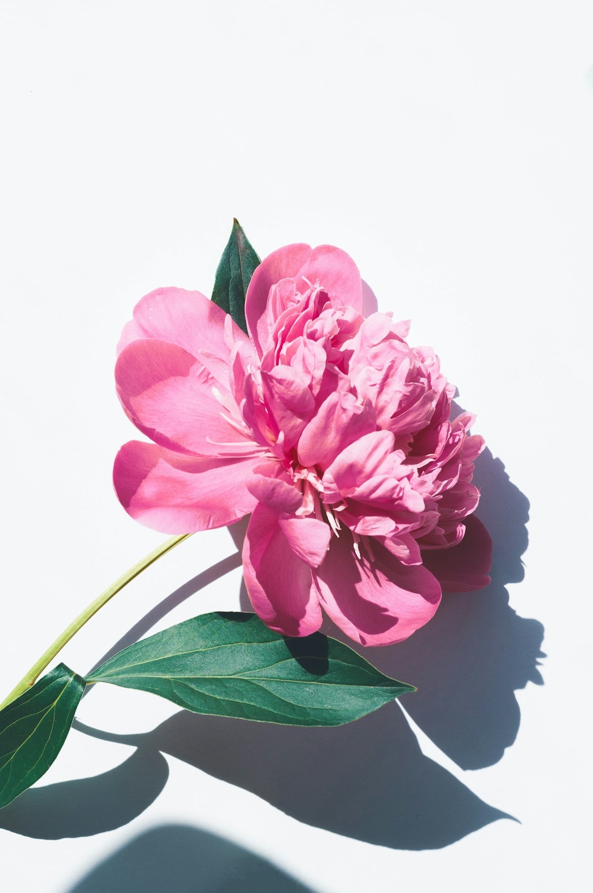 Enhance Your Celebrations with Hydrangea Hues Flower Bouquet: A Guide to Send Flowers Online India and Midnight Flower Delivery for Weddings and Anniversaries in India