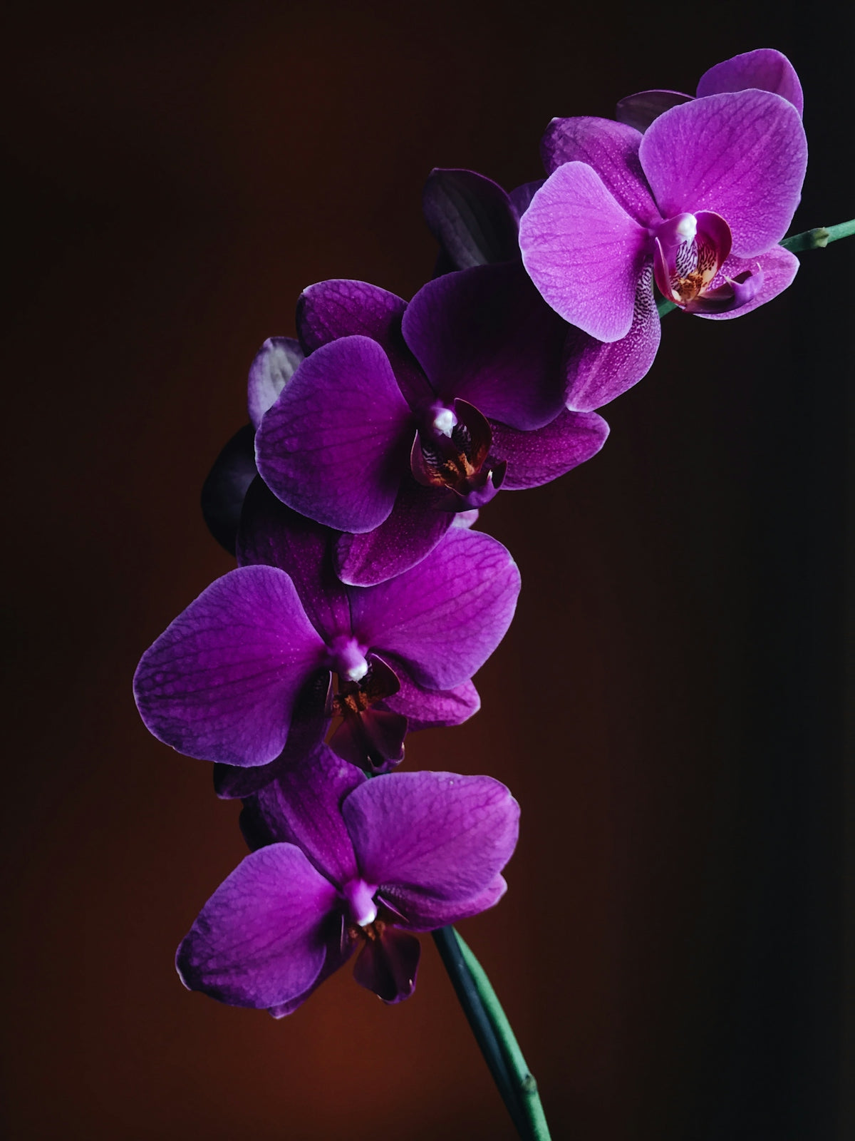 Unlock Timeless Elegance with Nymphaea Valentine: Your Ultimate Guide to Send Flowers Online in India and Enjoy Fresh Flower Delivery for Valentine’s Day Birthdays and Weddings