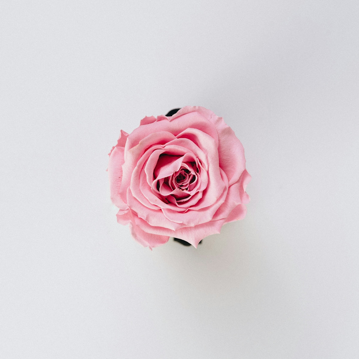 Captivating Occasions with Orange Free Spirit Fuzzy Roses: A Guide to Online Flower Delivery India and Midnight Surprises for Valentine’s Day and Anniversaries