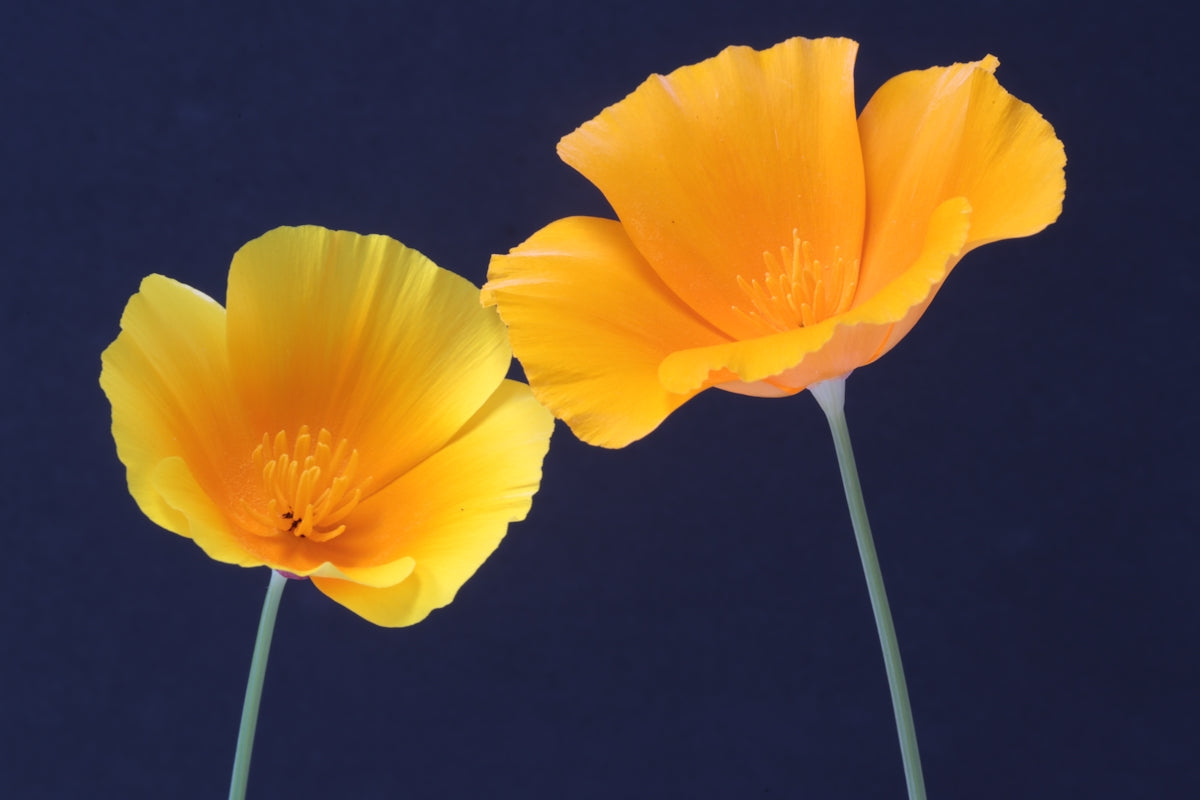 The Allure of Mother of Thousands: Enhance Your Valentine’s Day Flowers with Online Flower Delivery India and Midnight Surprises