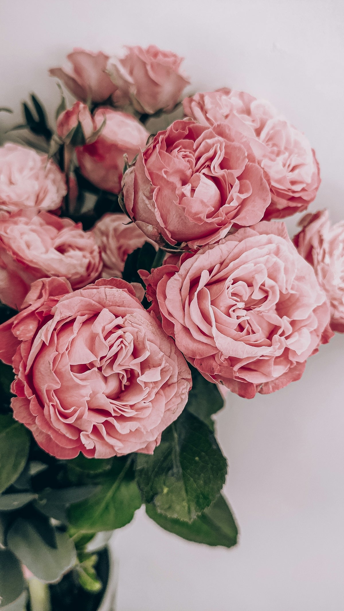 Elevate Your Gifting with Nymphaea Laura Frase: Online Flower Delivery India from Valentine’s to Weddings and Midnight Surprises