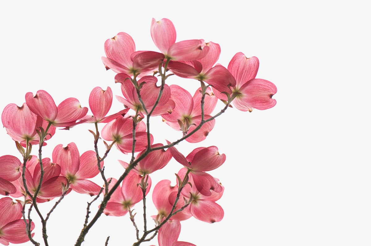 Brighten Your Celebrations with Ground Orchids: Exploring Online Flower Delivery in India for Birthdays Anniversaries and Valentine’s Day