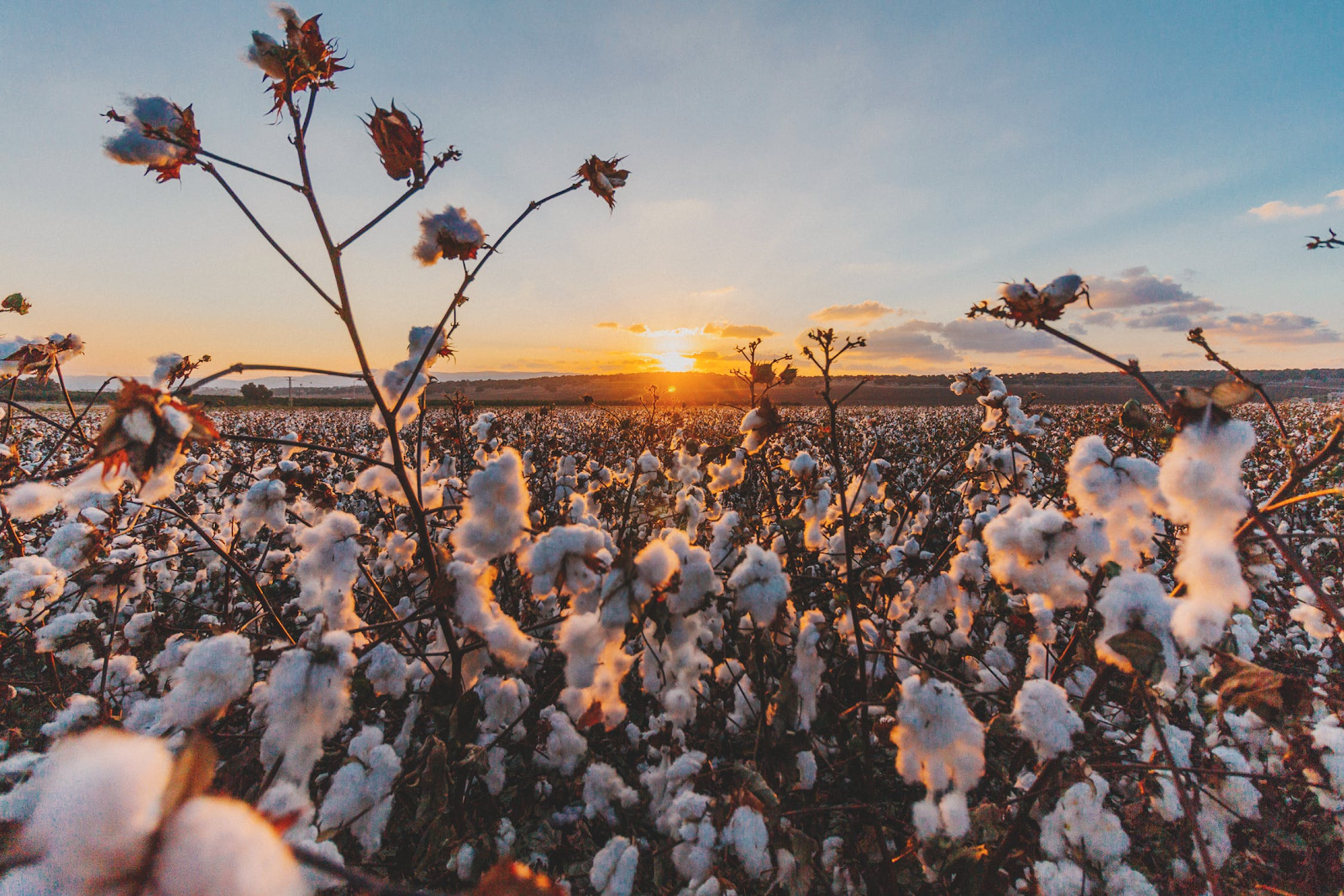 cotton plants